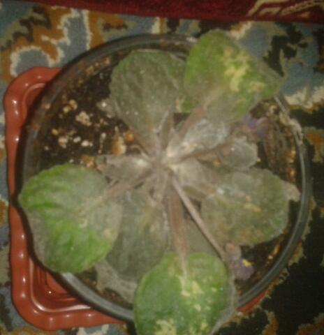 تصویر پرسش و پاسخ گیاه